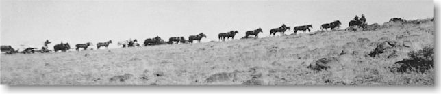Mule train pulling freight to the construction site.